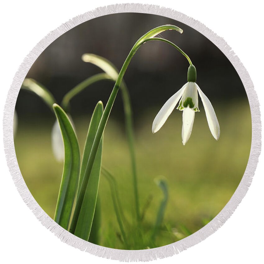 Misty Round Beach Towel featuring the photograph Detail on Galanthus in morning times after long winter days. First spring flower on the garden. Galanthus nivalis grow up with amazing white bloom. Wonderful show. Concept of spring flowers by Vaclav Sonnek