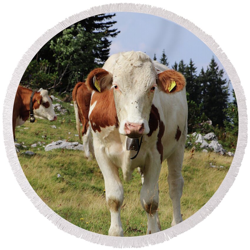Hochkar Round Beach Towel featuring the photograph Detail on Pinzgauer cattle cow on meadows in the Austrian Alps. beautiful brown and white organizes the freshest grass without harmful substances. Hochkar mountain, Austria by Vaclav Sonnek
