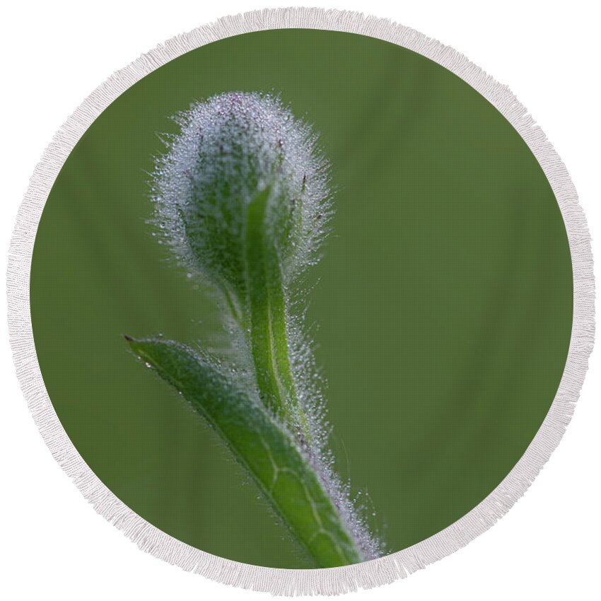Dew Round Beach Towel featuring the photograph Dew On A Groundsel Bud by Karen Rispin
