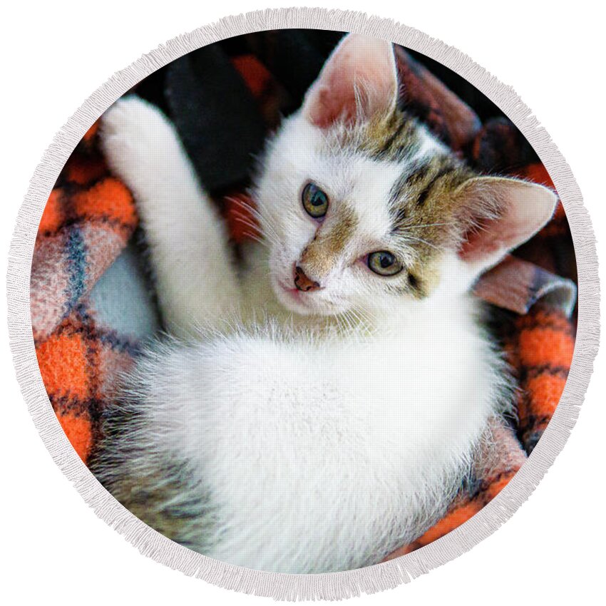 Dexter Kitten White Red Plaid Adorable Blanket Relaxed Cute Round Beach Towel featuring the photograph Dexter - Our New Adorable Kitten by David Morehead