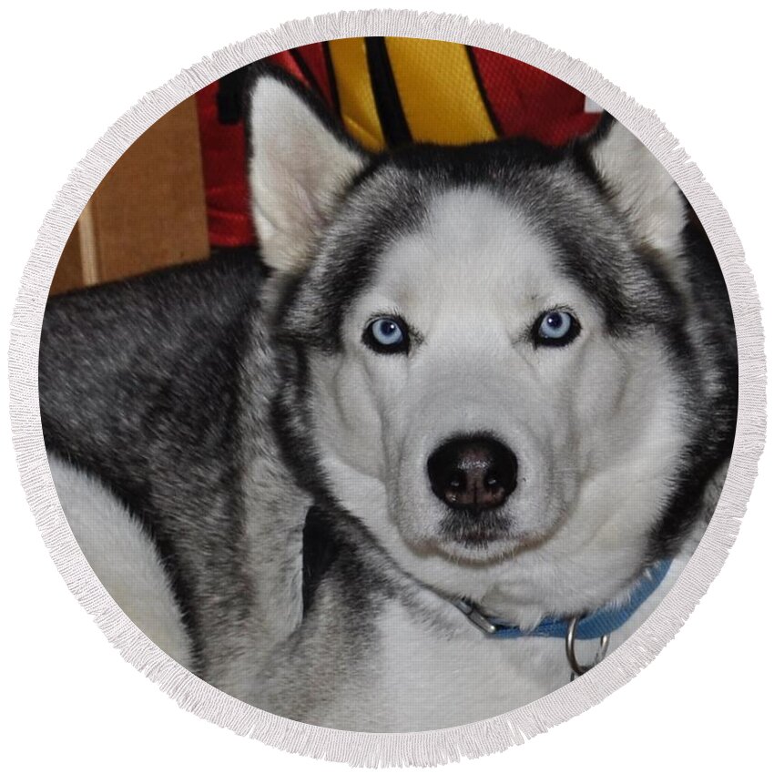 Husky Round Beach Towel featuring the photograph Diesel by Valerie Brown