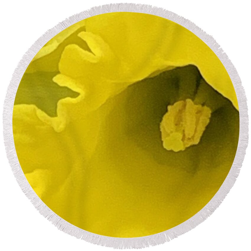 Daffodil Round Beach Towel featuring the photograph Divinely Golden by Tiesa Wesen