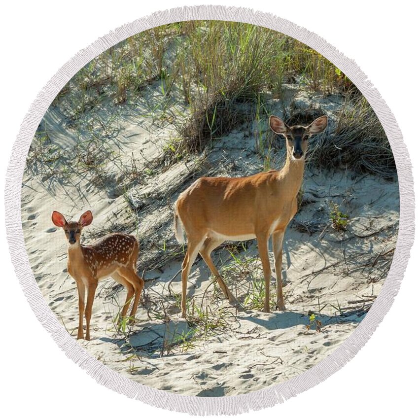 Dunes Round Beach Towel featuring the photograph Doe and Fawn by Liza Eckardt