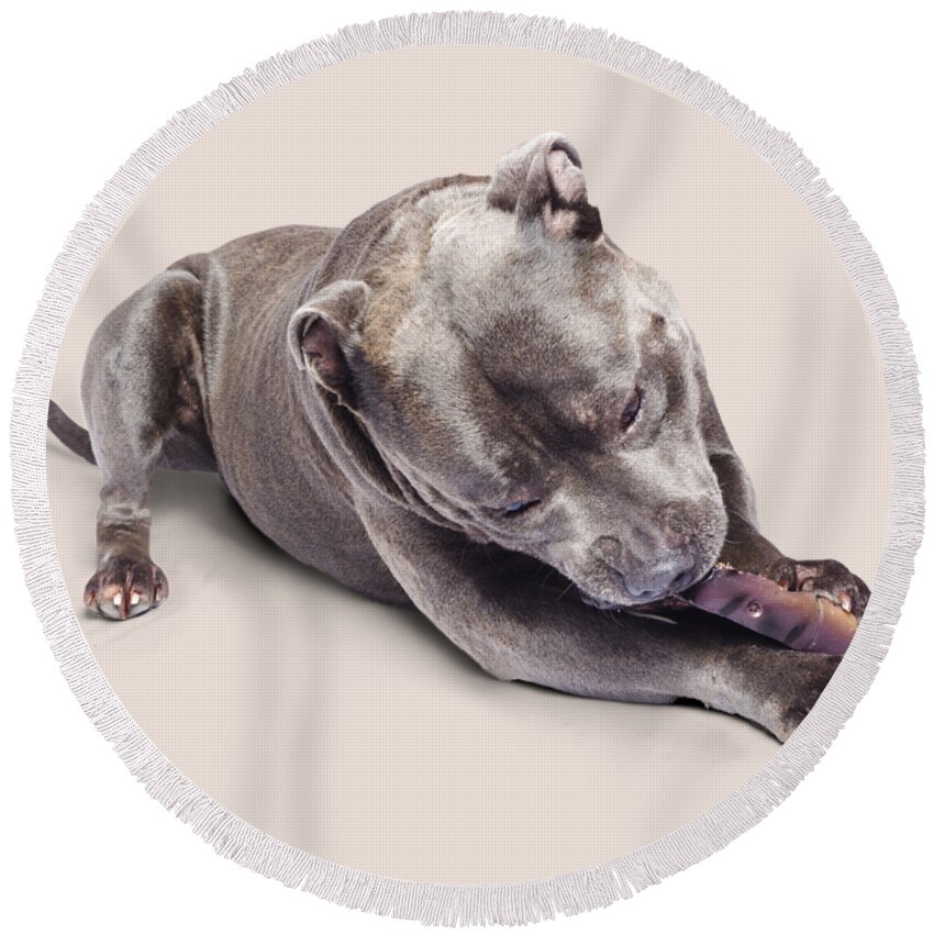 Pets Round Beach Towel featuring the photograph Dog eating chew toy by Jorgo Photography