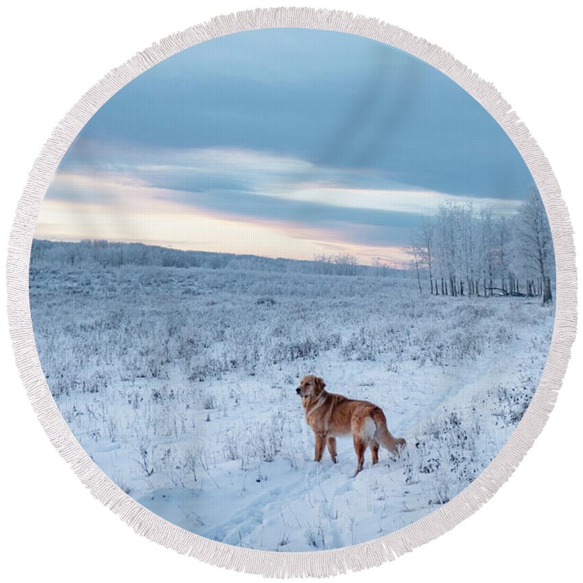 Dog Round Beach Towel featuring the photograph Dog in an Alberta winter pasture by Karen Rispin