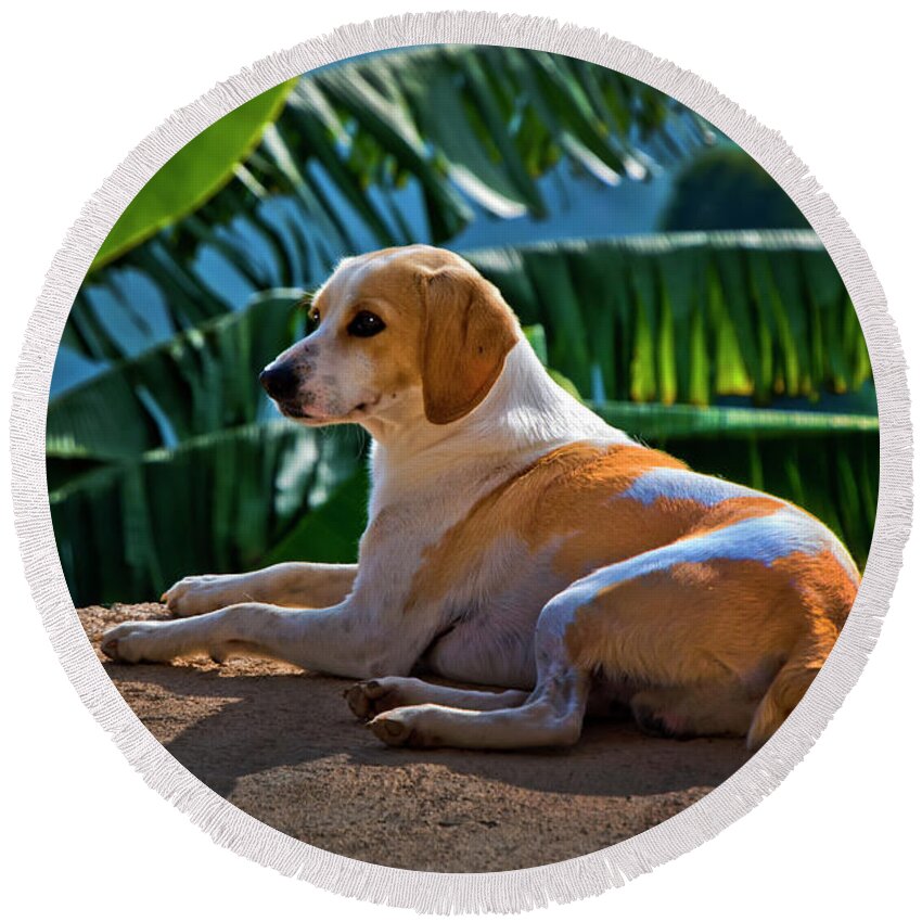2231 Round Beach Towel featuring the photograph Dog Relaxing In Tropical Fenicia by Al Bourassa