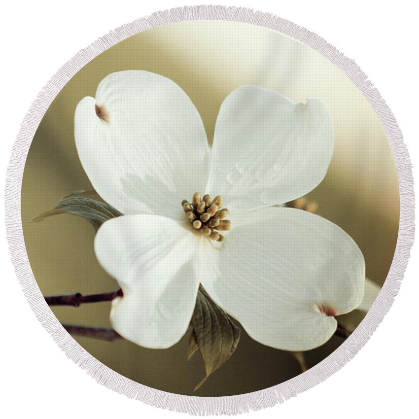 Dogwood; Dogwood Blossom; Blossom; Flower; Vintage; Macro; Close Up; Petals; Green; White; Calm; Horizontal; Leaves; Tree; Branches Round Beach Towel featuring the photograph Dogwood in Autumn Hues by Tina Uihlein