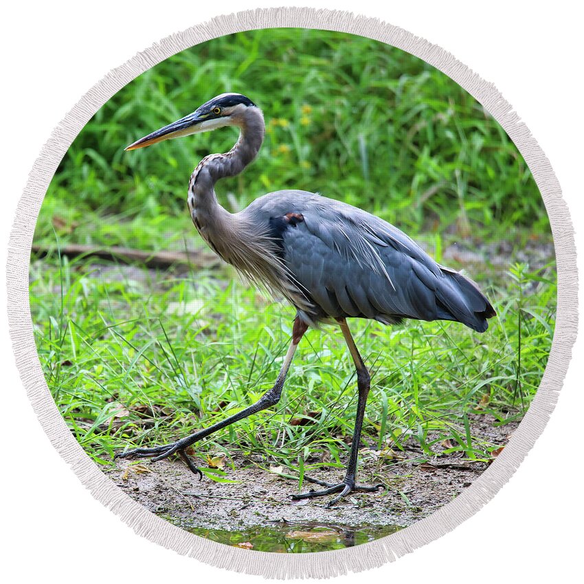 Blue Heron Round Beach Towel featuring the photograph Doing The Heron Hustle by Scott Burd