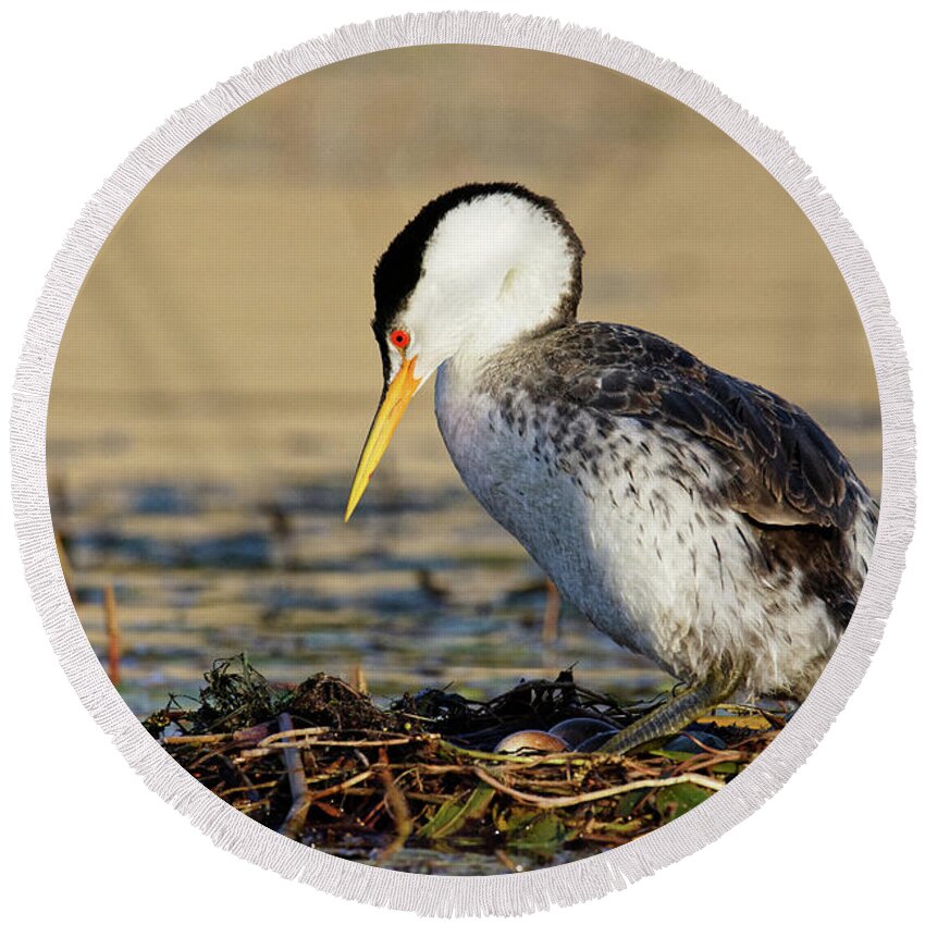 Don't Count Your Grebes... Round Beach Towel featuring the photograph Don't Count Your Grebes... -- Clark's Grebe Nest with Eggs at Santa Margarita Lake, California by Darin Volpe