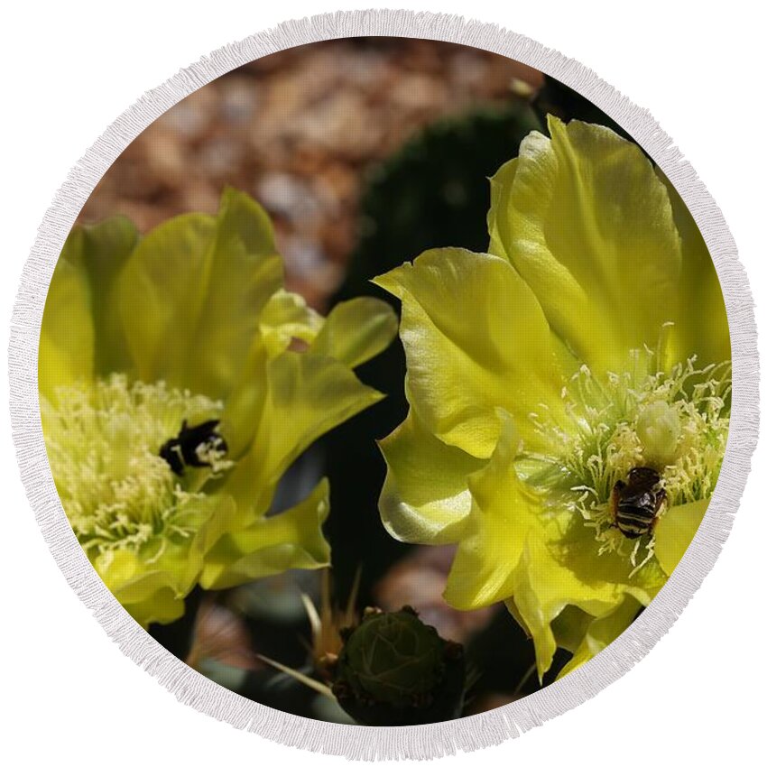 Cactus Round Beach Towel featuring the photograph Double Cactus Flowers 2 by Mingming Jiang