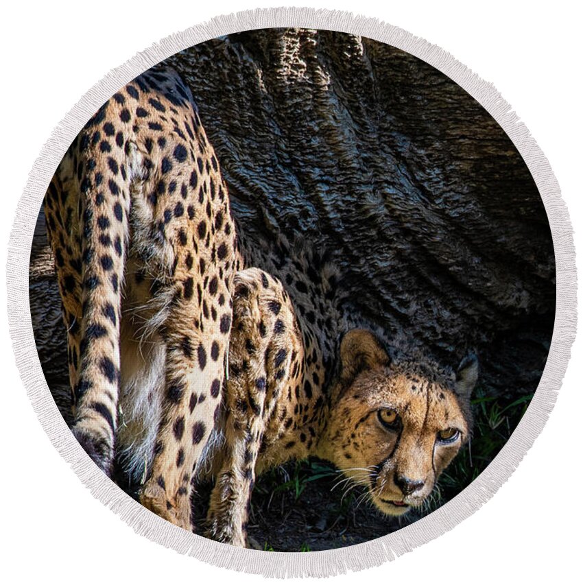 Animals Round Beach Towel featuring the photograph Down-low Cheetah by David Levin