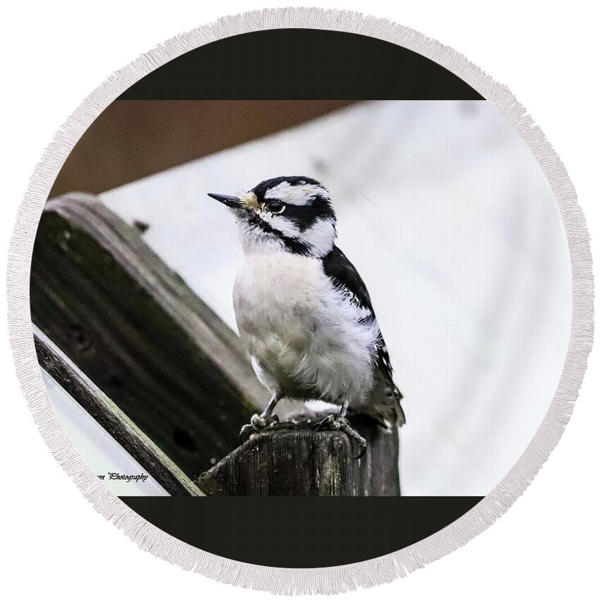 Woodpecker Round Beach Towel featuring the photograph Downy Woodpecker by Tahmina Watson