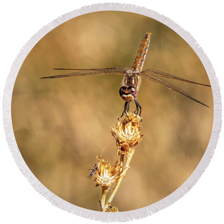 Dragonfly Round Beach Towel featuring the photograph Dragonfly 2 by James Sage