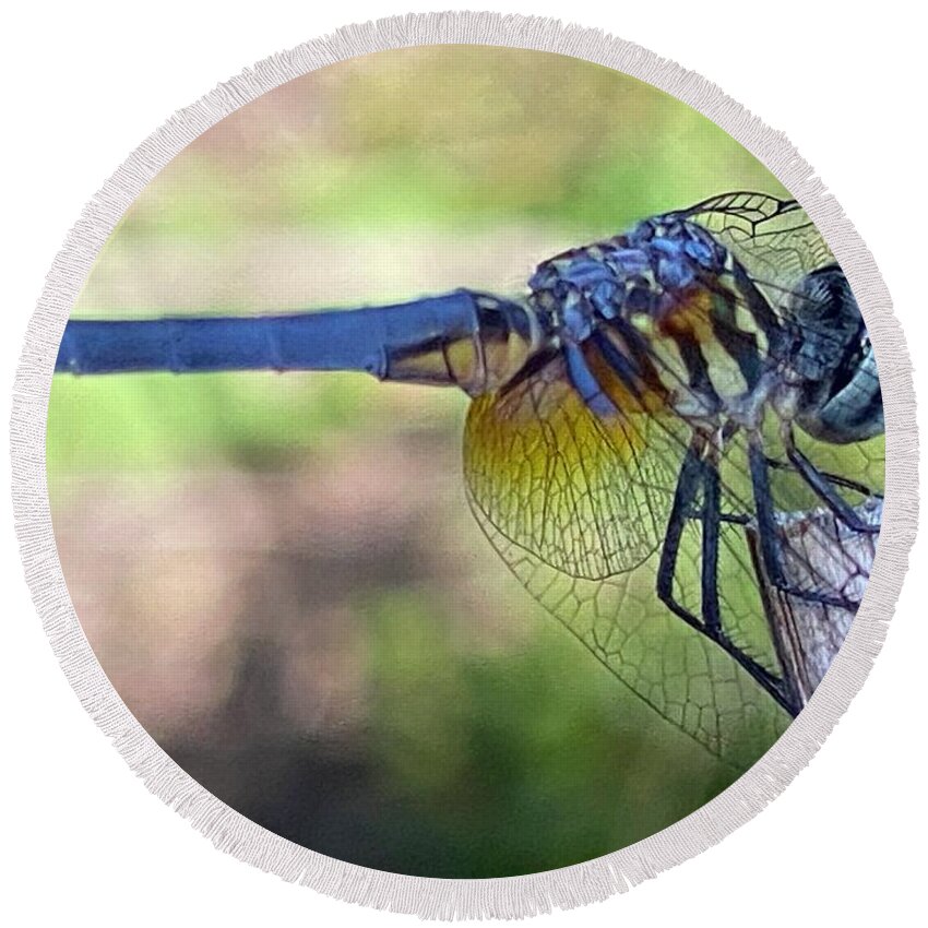 Dragonfly Legend Round Beach Towel featuring the photograph Dragonfly Visiting Clayton NC by Catherine Ludwig Donleycott