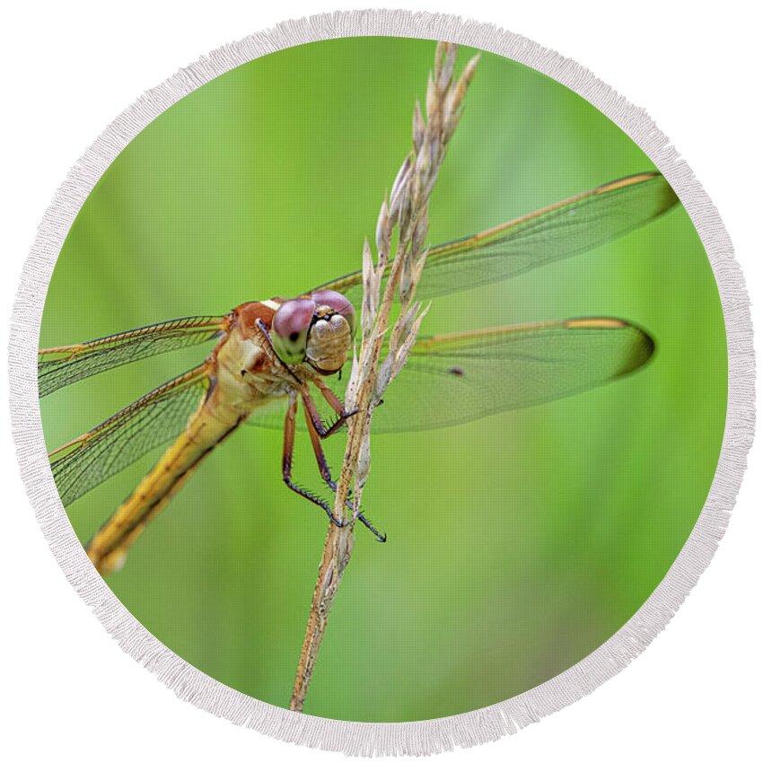 Dragonfly Round Beach Towel featuring the photograph Dragonfly in the Croatan National Forest - North Carolina by Bob Decker