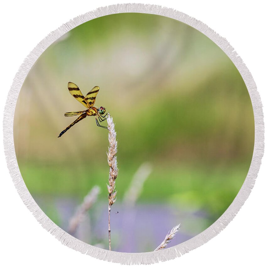 Animals Round Beach Towel featuring the photograph Dragonfly Nature Photography by Amelia Pearn