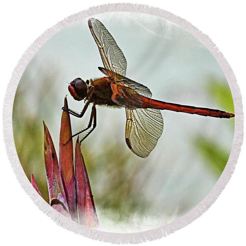 Dragonfly Round Beach Towel featuring the photograph Dragonfly with vignette by Bill Barber