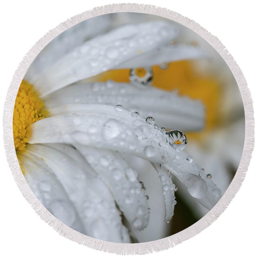 Astoria Round Beach Towel featuring the photograph Drizzle on Shasta Daisies by Robert Potts