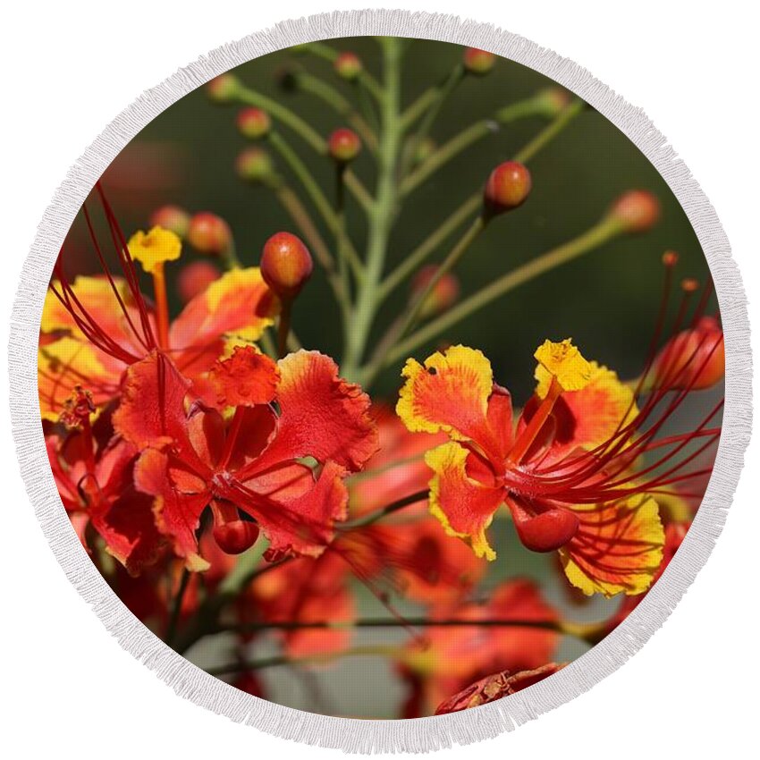 Dwarf Poinciana Round Beach Towel featuring the photograph Dwarf Poinciana Blossom by Mingming Jiang