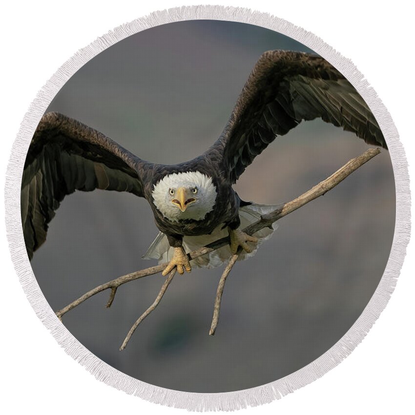 Bald Eagle Round Beach Towel featuring the photograph Eagle Nest Building by Beth Sargent