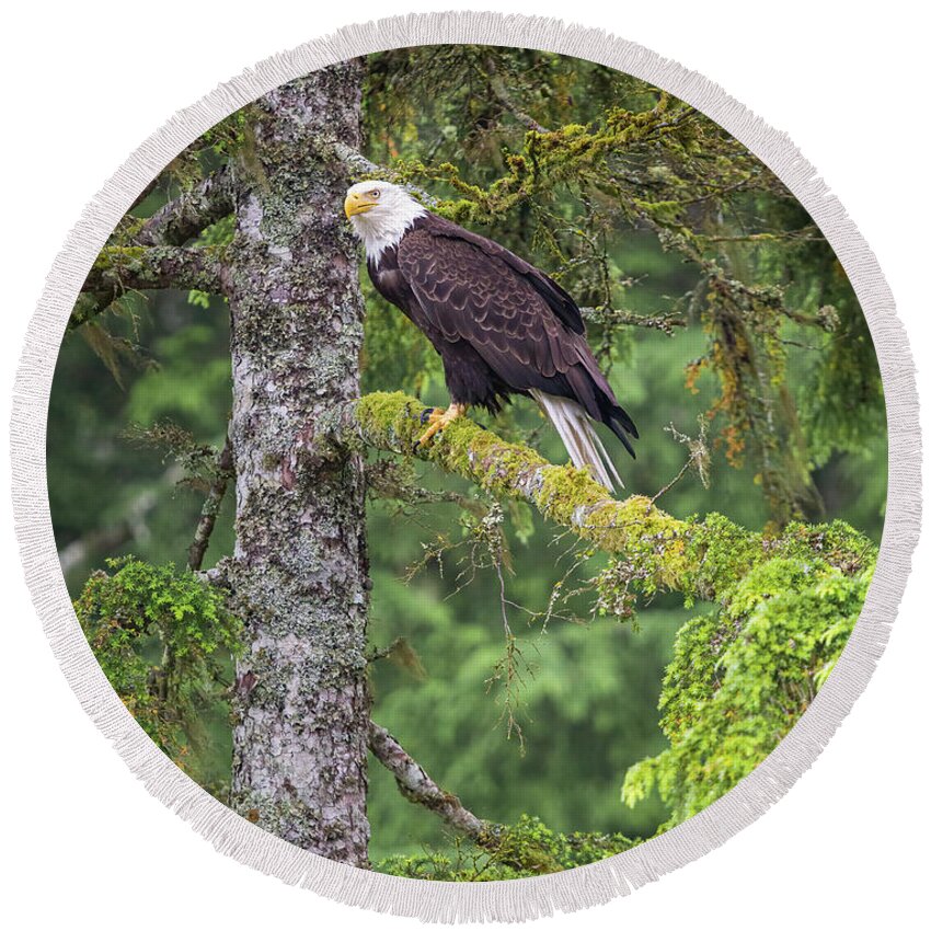 Eagle Round Beach Towel featuring the photograph Eagle Tree by Michael Rauwolf