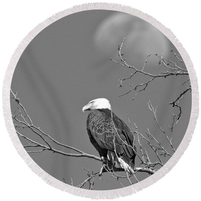 Eagle Round Beach Towel featuring the photograph Eagle Under The Rising Moon Black And White by Adam Jewell