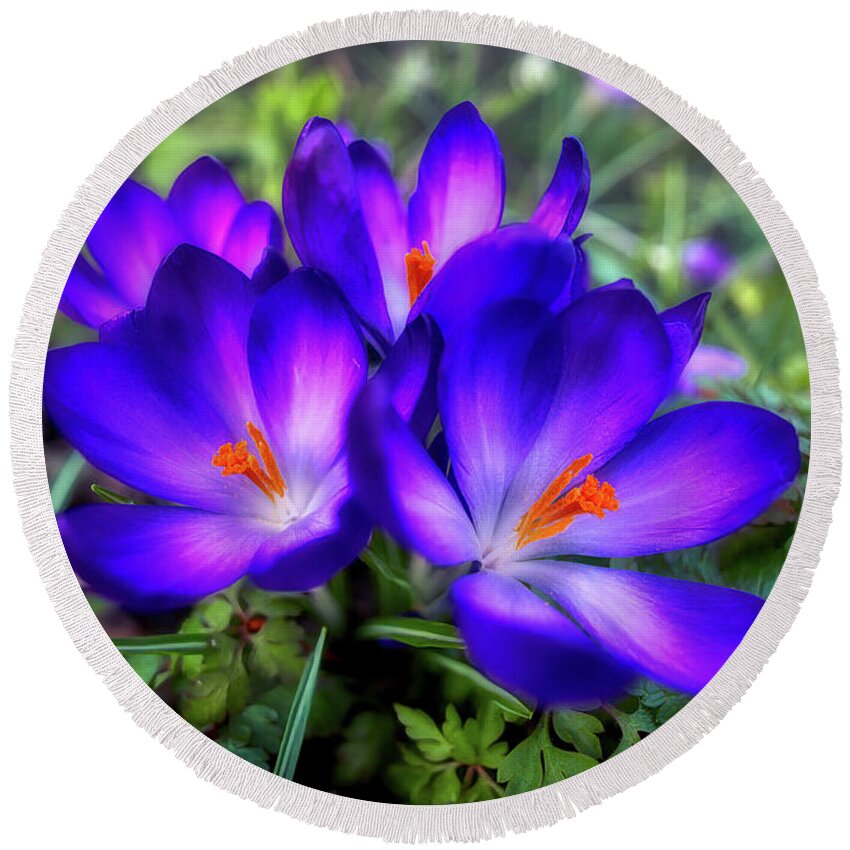 Flower Round Beach Towel featuring the photograph Early Crocus by Micah Offman