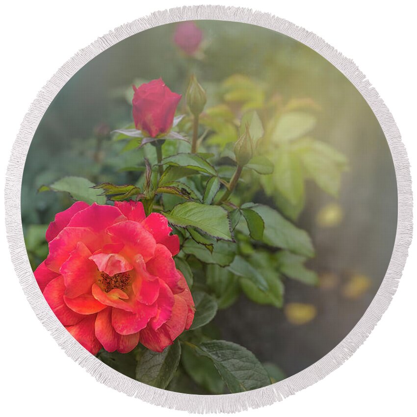 Rose Round Beach Towel featuring the photograph Early Morning Roses by Shelia Hunt