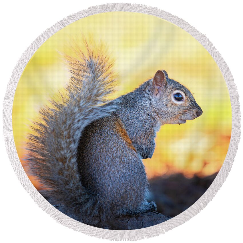 Grey Squirrel Round Beach Towel featuring the photograph Eastern Gray Squirrel Portrait by Jordan Hill