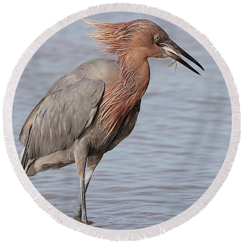 Reddish Egret Round Beach Towel featuring the photograph Eating a Fish May Need Greater Efforts by Mingming Jiang