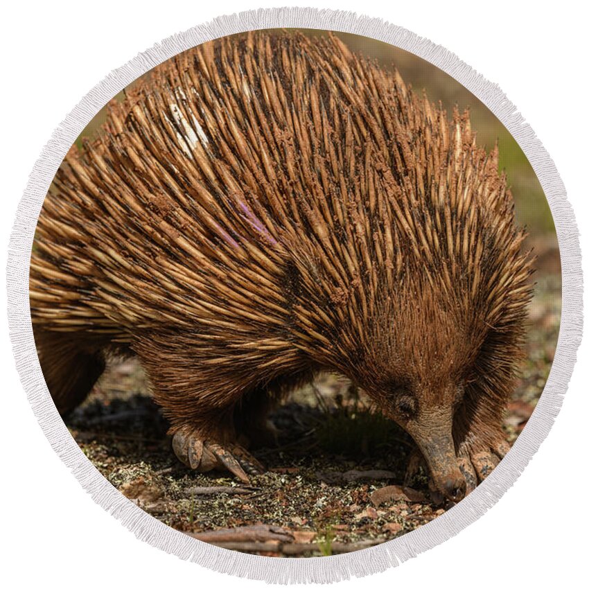 Wildlife Round Beach Towel featuring the photograph Echidna MF07 by Werner Padarin