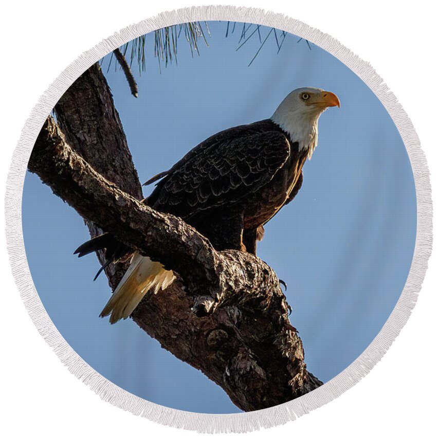 Eagle Round Beach Towel featuring the photograph Edith Profile by Les Greenwood