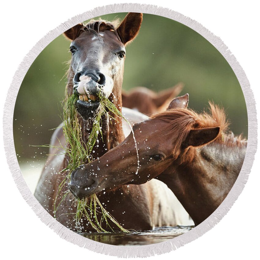 Salt River Wild Horses Round Beach Towel featuring the photograph Eelgrass Cuties by Shannon Hastings