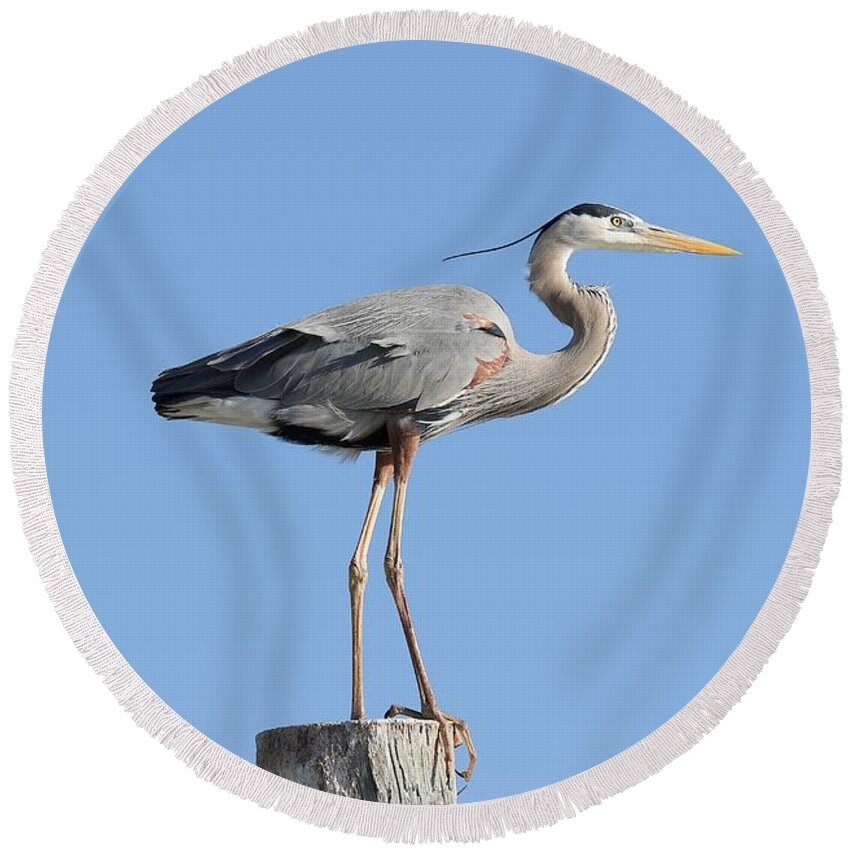 Great Blue Heron Round Beach Towel featuring the photograph Elegant Great Blue Heron by Mingming Jiang