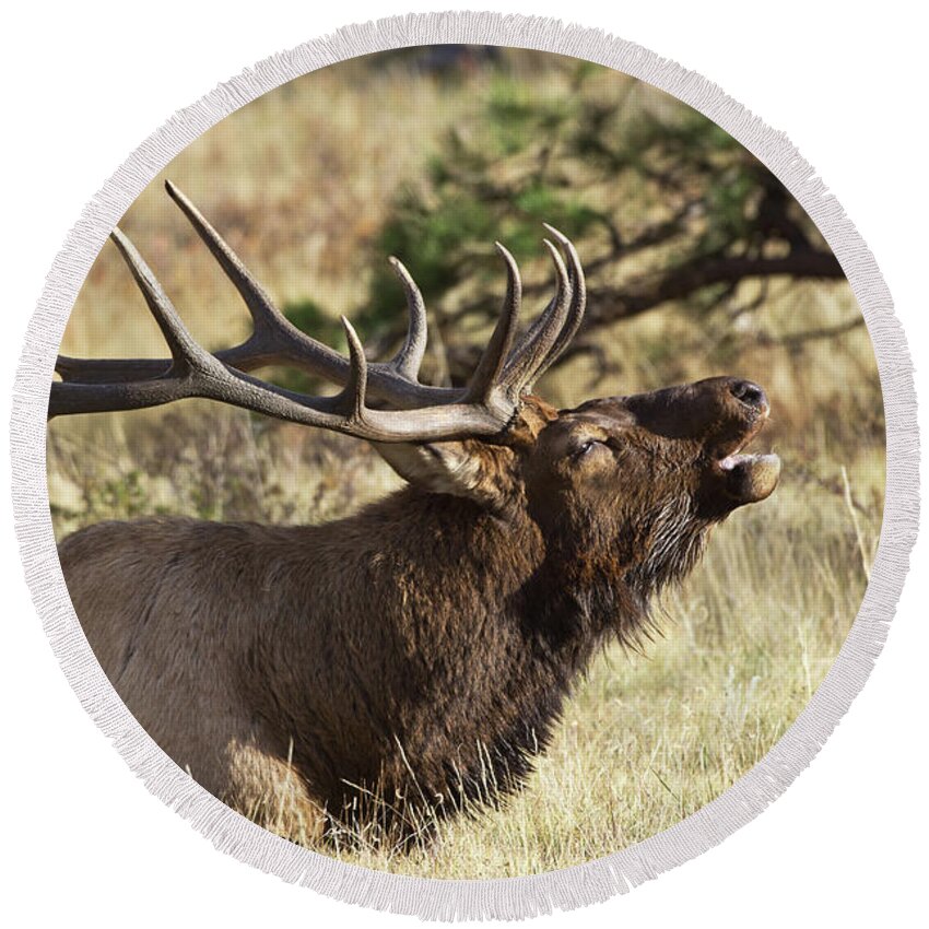 Elk Round Beach Towel featuring the photograph Elk - 4108 by Jerry Owens