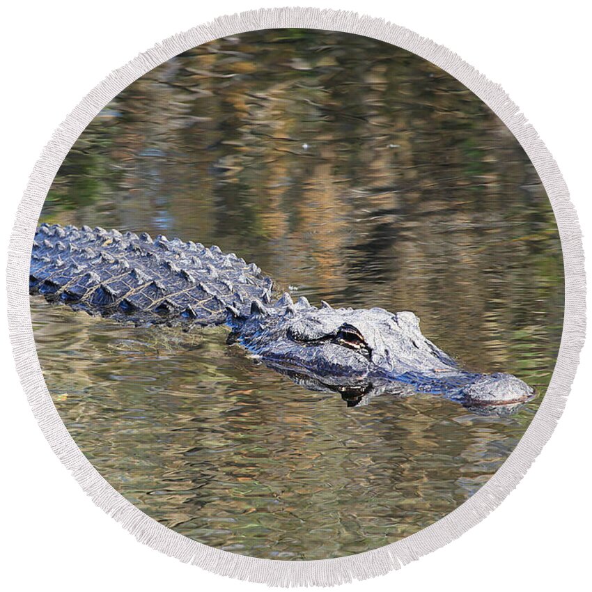Alligator Round Beach Towel featuring the photograph Everglades Alligator Free by Custom Aviation Art