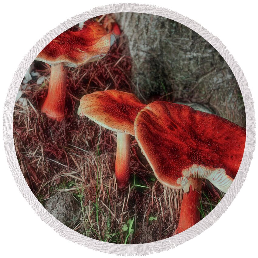 Forest Round Beach Towel featuring the photograph Everyday Mushrooms by Cordia Murphy