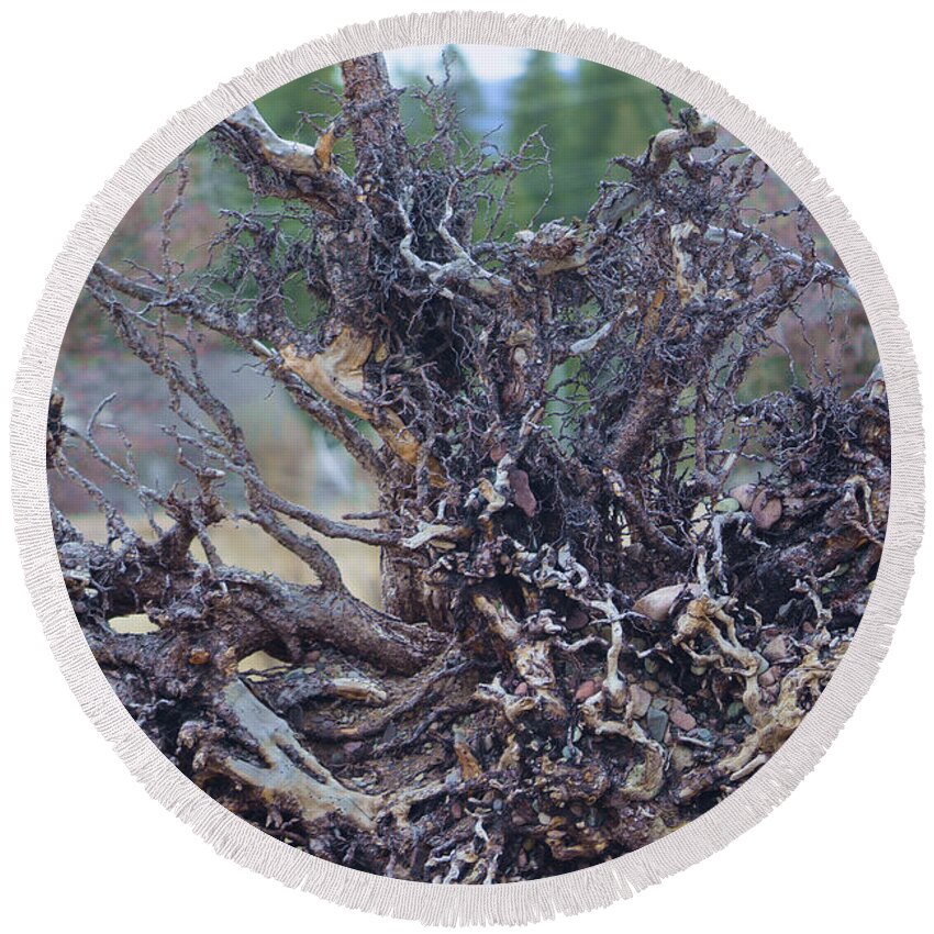 Tree Roots Round Beach Towel featuring the photograph Exposed Roots #1 by Kae Cheatham