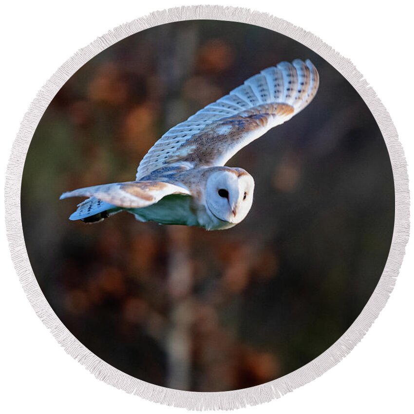 Barn Owl Round Beach Towel featuring the photograph Eye Contact by Mark Hunter