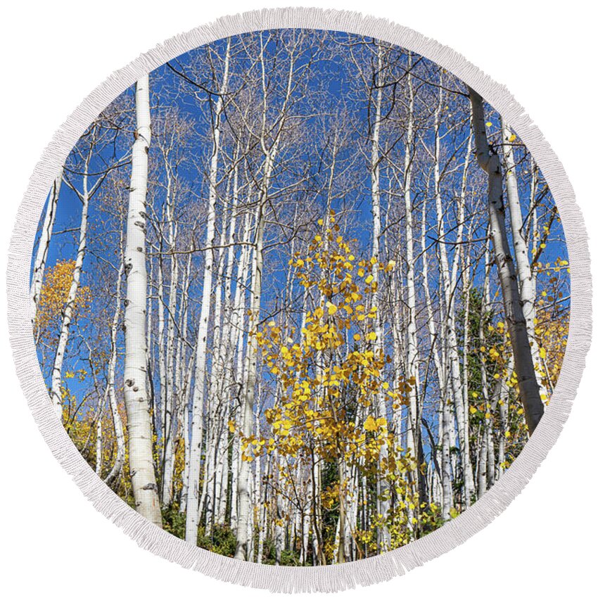 Aspens Round Beach Towel featuring the photograph Fall and Late to the Party by Ron Long Ltd Photography