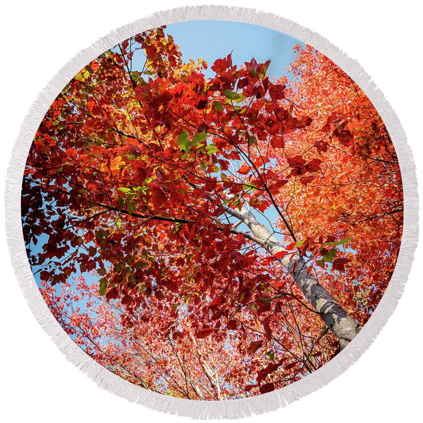 White Birch Round Beach Towel featuring the photograph Fall Colors in Acadia by GeeLeesa Productions