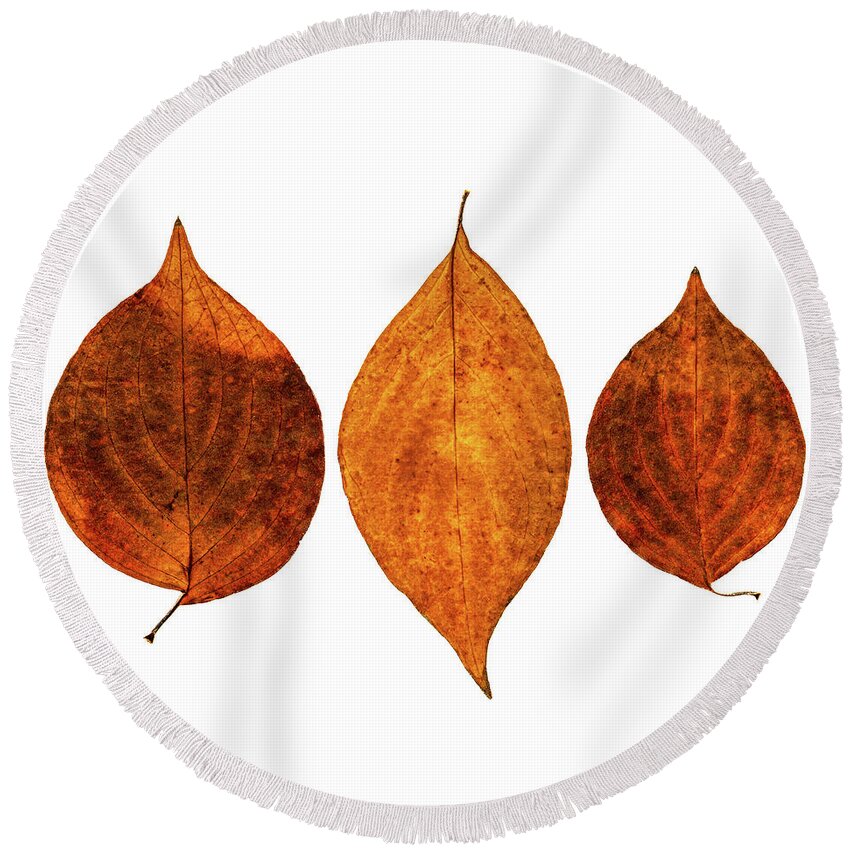 Fall Round Beach Towel featuring the photograph Fall Leaves by Coral Stengel