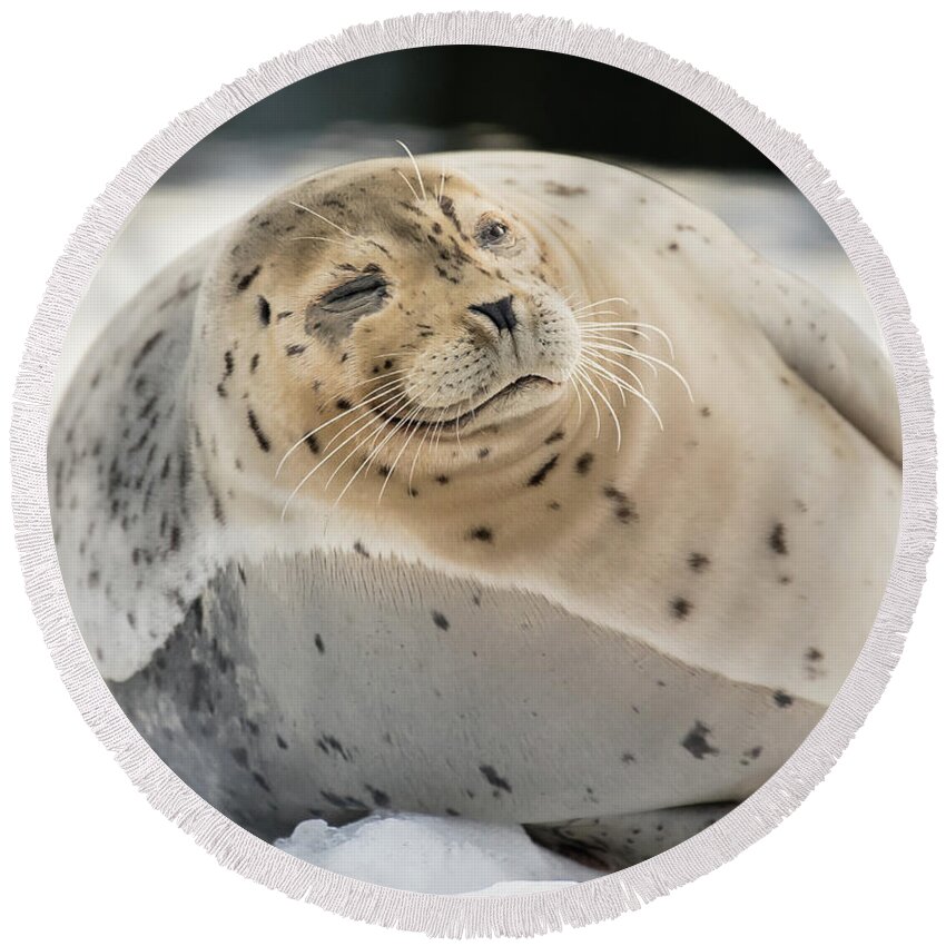 Seal Round Beach Towel featuring the photograph Fat And Happy by David Kirby