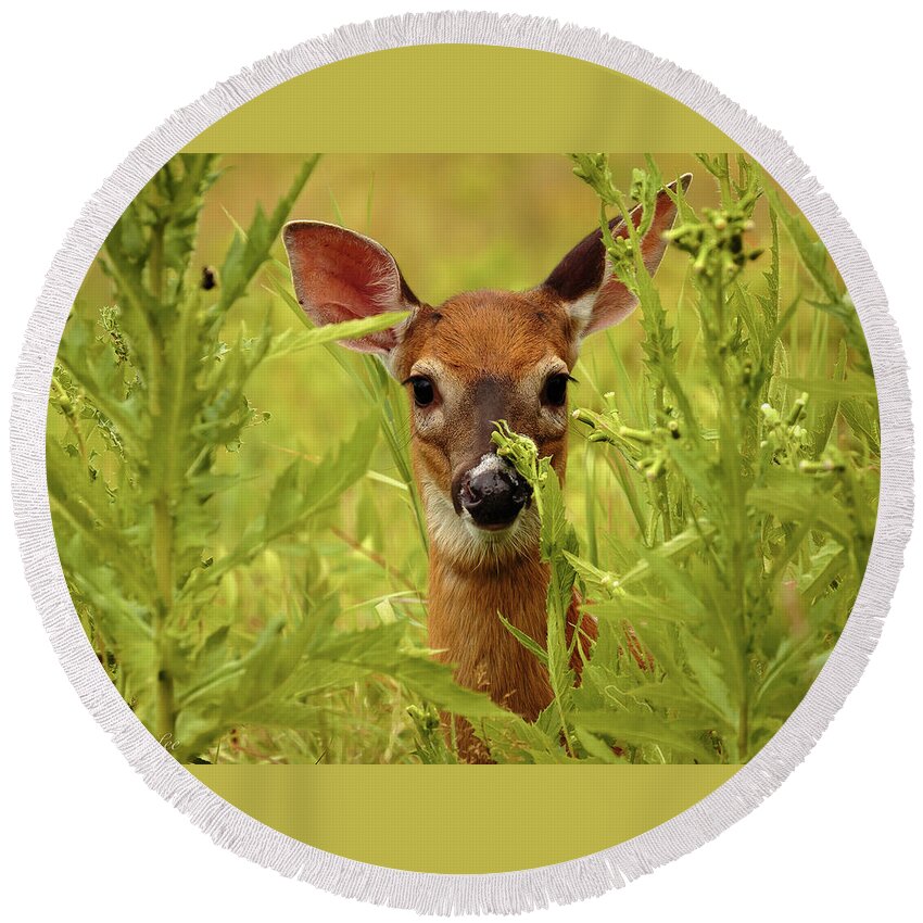Wildlife Round Beach Towel featuring the photograph Fawn by David Lee