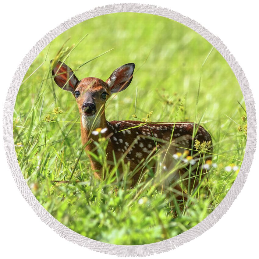 Fawn Round Beach Towel featuring the photograph Fawn In Sunny Grass by Steven Sparks