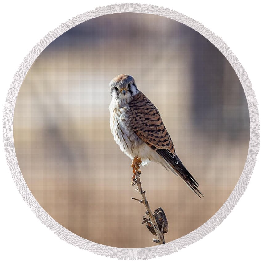 Kestrel Round Beach Towel featuring the photograph Female American Kestrel Poses on a Yucca Plant by Tony Hake