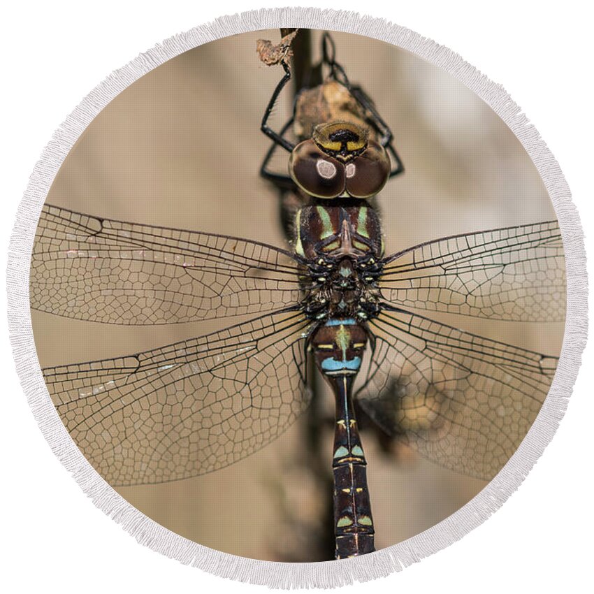 Animals Round Beach Towel featuring the photograph Female Blue-eyed Darner by Robert Potts