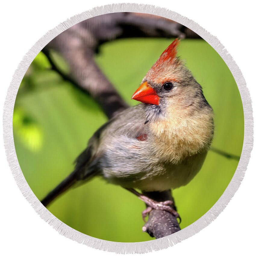 Female Round Beach Towel featuring the photograph Female Cardinal by Al Mueller