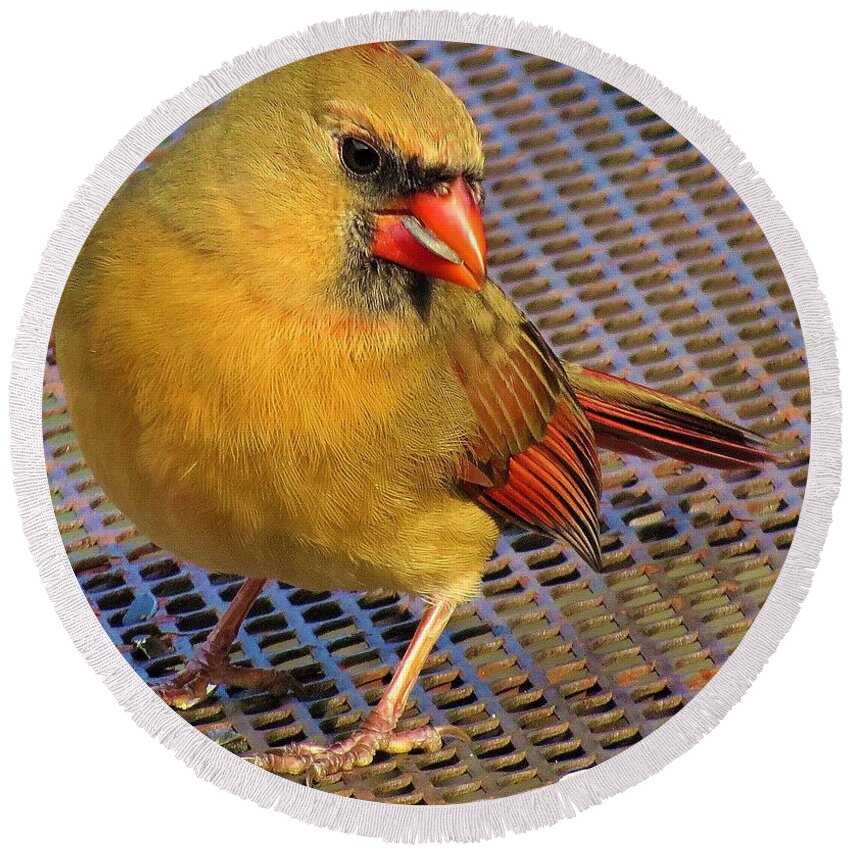 Birds Round Beach Towel featuring the photograph Female Cardinal Eating Seeds by Linda Stern