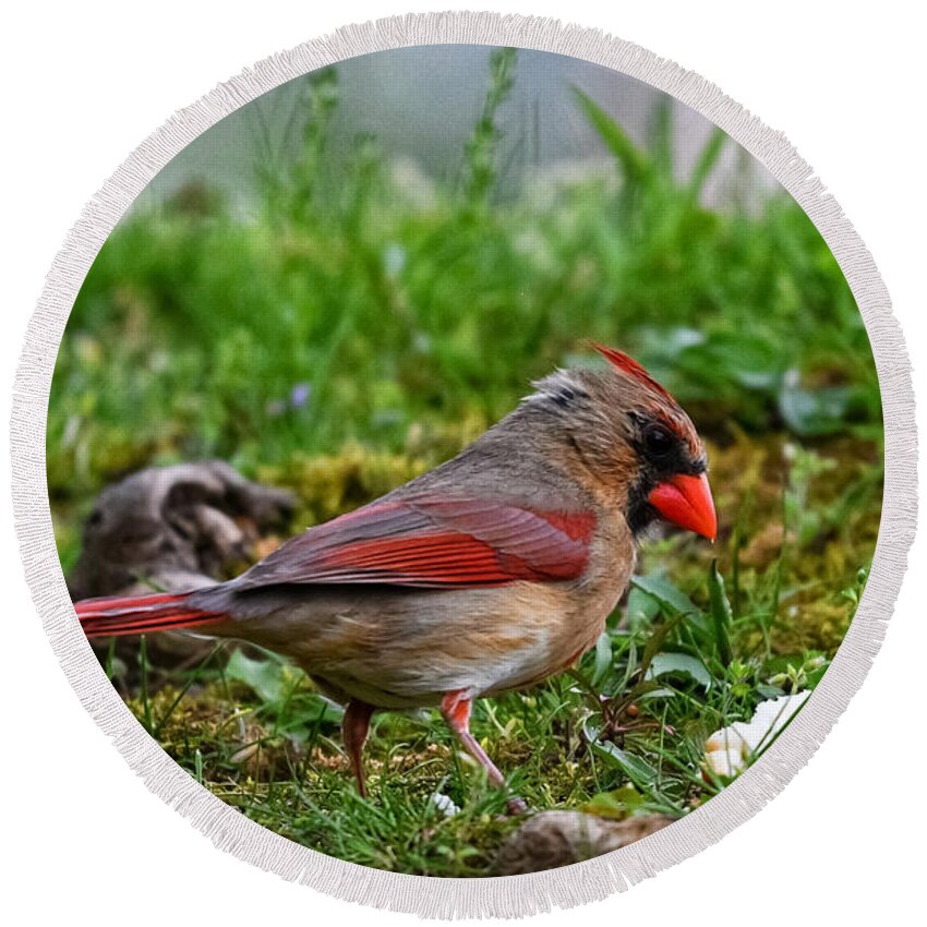 Photo Round Beach Towel featuring the photograph Female Cardinal in Grass by Evan Foster
